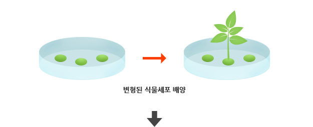 2. 변형된 식물세포를 배양합니다.