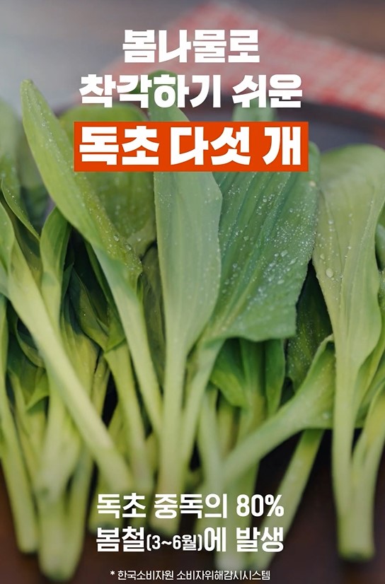 봄나물로 착각하기 쉬운 독초, 어떻게 구별할까 