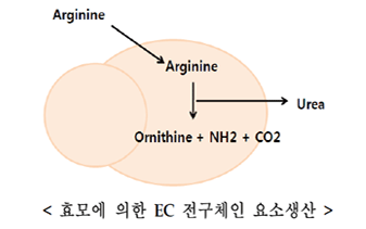 효모에 의한 EC 전구체인 요소생산