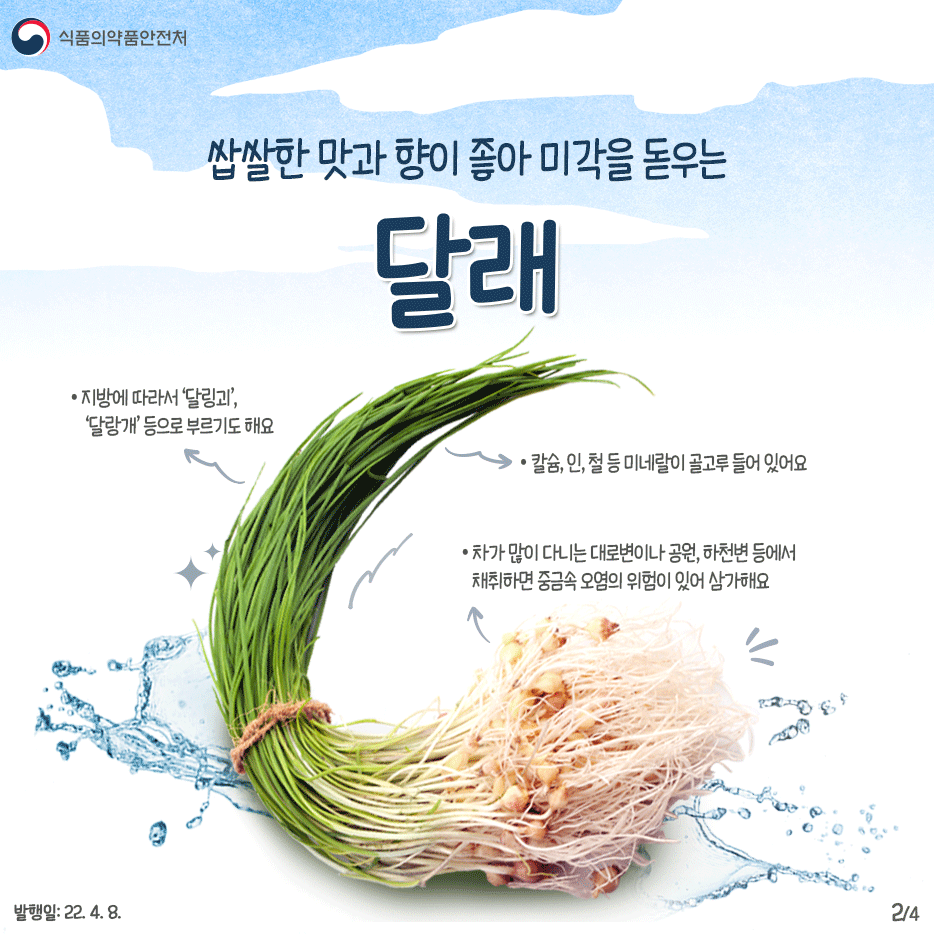 야생의 마늘이라 불리는 달래  - 지방에 따라서 ‘달링괴’, ‘달랑개’ 등으로 부르기도 해요 - 칼슘, 인, 철 등 미네랄이 골고루 들어 있어요 - 차가 많이 다니는 대로변이나, 공원, 하천변에서 채취하면 중금속 오염의 위험이 있어 삼가해요