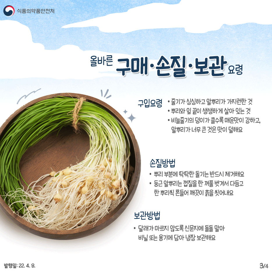 올바른 구매·손질·보관 요령  구입요령 - 줄기가 싱싱하고 알뿌리가 가지런한 것 - 뿌리와 잎 끝이 생생하게 살아 있는 것 - 비늘줄기의 덩이가 클수록 매운맛이 강하고, 알뿌리가 너무 큰 것은 맛이 덜해요
