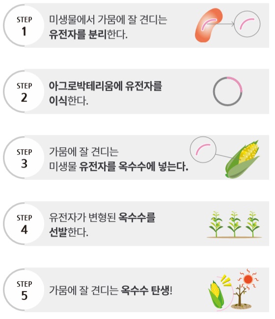 step1.미생물에서 가뭄에 잘견디는 유전자를 분리한다. step2. 아그로박테리움에 유전자를 이식한다. step3. 가뭄에 잘 견디는 미생물 유전자를 옥수수에 넣는다 step4.유전자가 변형된 옥수수를 선발한다 step15.가뭄에잘견디는 옥수수 탄생